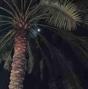 
‌ می گویند قلب هر کس به اندازه ی مشت بسته ی اوست 
اما من قلبهایی را دیده ام که به اندازه دنیایی از محبت عمیقند. 
دلهای بزرگی که هیچگاه در مشتهای بسته جای نمی گیرند ؛ مثل غنچه ای با هر تپش شکفته می شوند.
دلهای بزرگی که مانند کویر نامحدودند و تشنه اند تا اینکه ابر محبت ببارد. 
در عوض دلهایی هم هستند که حتی از یک مشت بسته کوچک هم کوچکترند 
دلهایی که
شاید وسیع هم بتوانند باشند اما بیش از یک بند انگشت هم عمق ندارند 
و تو هرگاه خواستی بدانی قلبت چقدر بزرگ است،
به دستت نگاه کن وقتی که “ *مهربانی* ” را