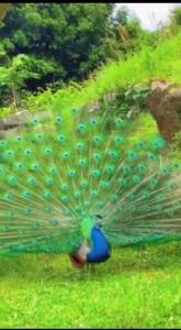 زیبایی ⚘🦋