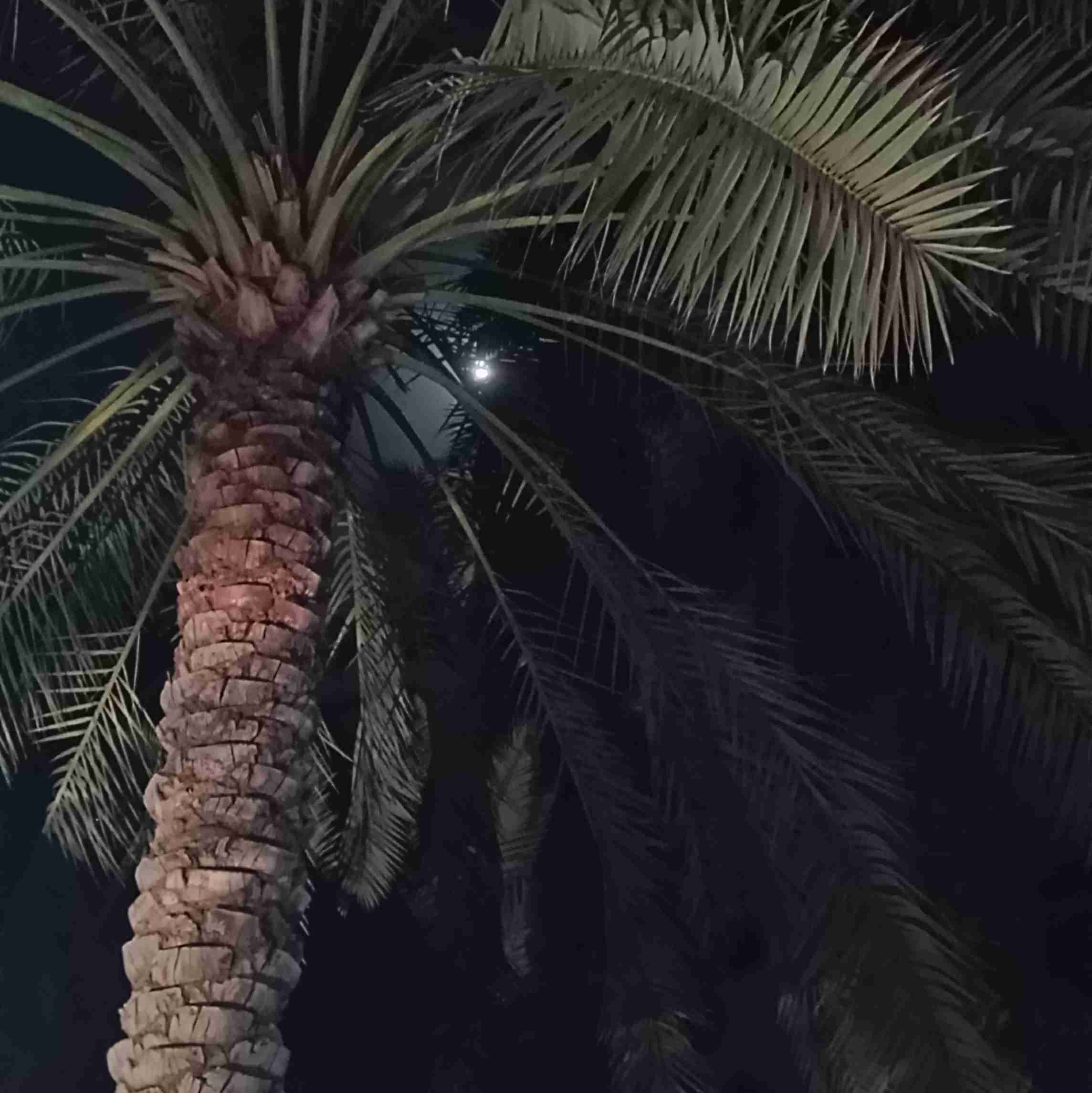 
‌ می گویند قلب هر کس به اندازه ی مشت بسته ی اوست 
اما من قلبهایی را دیده ام که به اندازه دنیایی از محبت عمیقند. 
دلهای بزرگی که هیچگاه در مشتهای بسته جای نمی گیرند ؛ مثل غنچه ای با هر تپش شکفته می شوند.
دلهای بزرگی که مانند کویر نامحدودند و تشنه اند تا اینکه ابر محبت ببارد. 
در عوض دلهایی هم هستند که حتی از یک مشت بسته کوچک هم کوچکترند 
دلهایی که
شاید وسیع هم بتوانند باشند اما بیش از یک بند انگشت هم عمق ندارند 
و تو هرگاه خواستی بدانی قلبت چقدر بزرگ است،
به دستت نگاه کن وقتی که “ *مهربانی* ” را