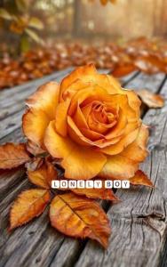 🍁🍁🍂🍂🍁🍁🍂🍂🍁🍁