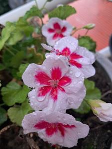 گل باران دیده من تقدیم به همه مهربانها  🥰🥰🥰