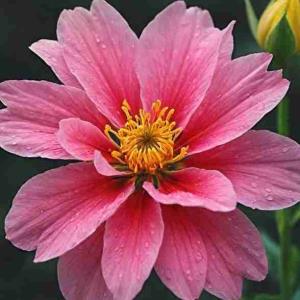 ✍ امیرالمومنین علی علیه السلام:

آدمیزاد را چه به فخر فروشی! آغازش نطفه‌ای است و فرجامش مرداری. نه می‌تواند خود را روزی دهد و نه می‌تواند جلو مرگ خویش را بگیرد...

📚 نهج البلاغة: الحکمة 454