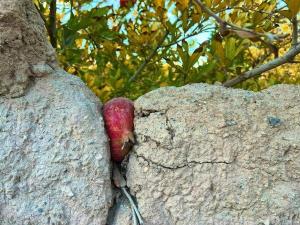 جوان ایرانی اگه انار بود:   
 