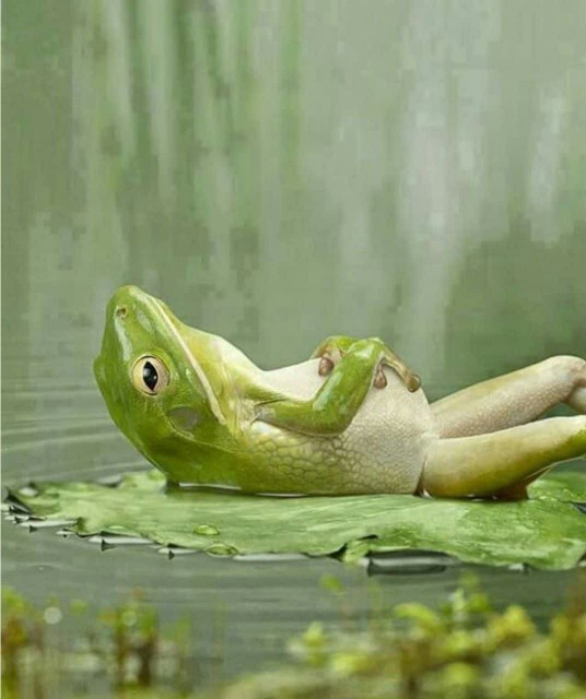 بعد صبحونه دوباره خواب میچسبه😂