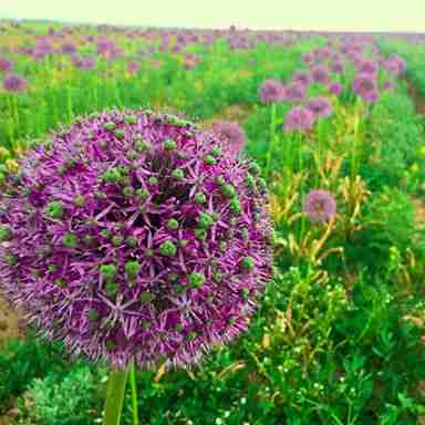 میدونستی تو «ماست موسیر» سیر نمیزنن و موسیر واقعا این گیاهه😑