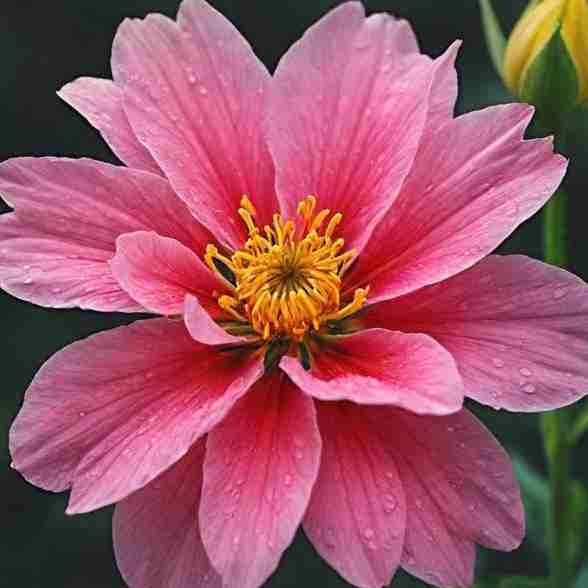 ✍ امیرالمومنین علی علیه السلام:

آدمیزاد را چه به فخر فروشی! آغازش نطفه‌ای است و فرجامش مرداری. نه می‌تواند خود را روزی دهد و نه می‌تواند جلو مرگ خویش را بگیرد...

📚 نهج البلاغة: الحکمة 454