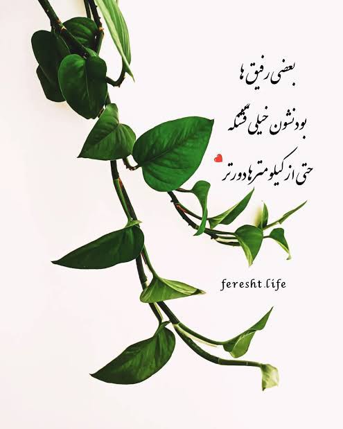 سلامتی رفیق‌های بامعرفت 