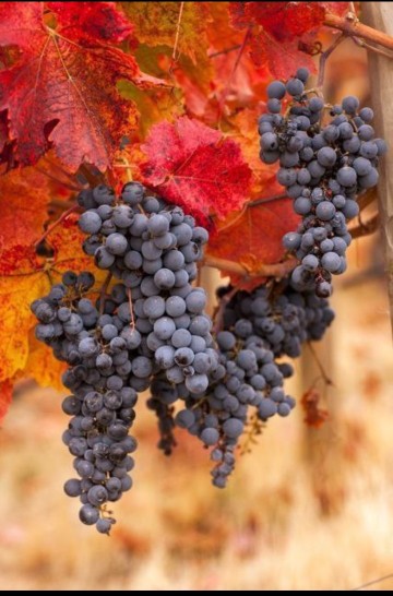 میوه های پاییزی⚘🦋