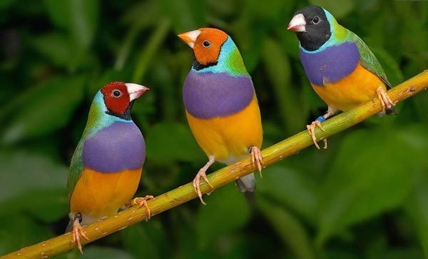 زیبا ترین فنچ جهان