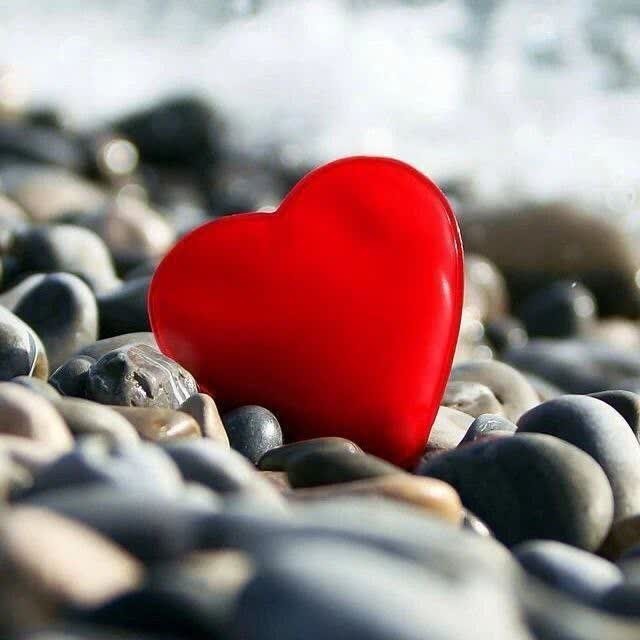 آرزوهـا
پیله هایے در دل هستند
ڪه با امید پروانه ای
بال گشوده