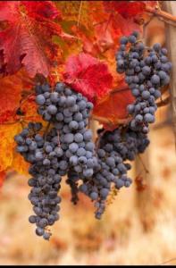 میوه های پاییزی⚘🦋