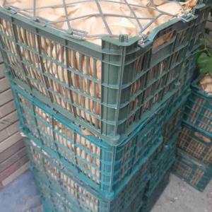 سیب بفرمایید 