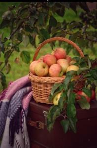 میوه های پاییزی🦋⚘