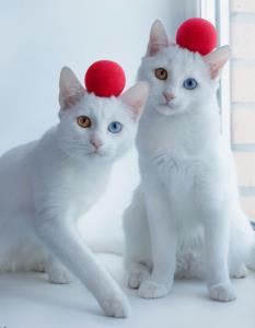 زیباترین گربه دوقلو جهان