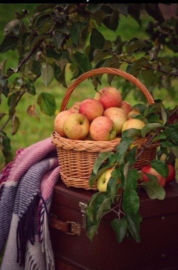 میوه های پاییزی🦋⚘