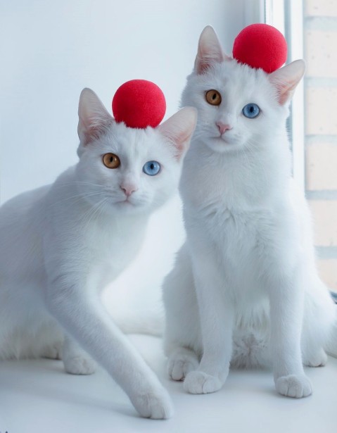 زیباترین گربه دوقلو جهان