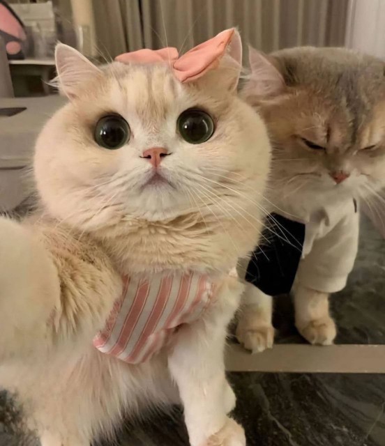 حاج غلام گارفیلد