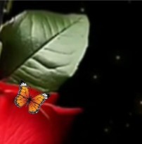 ❉͜͡🦋 🌹 ‌❉্᭄͜͡  🌹 ‌❉͜͡🦋