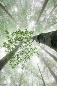 قانون انتظار 