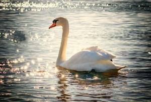 اولین ماجرای عشقی