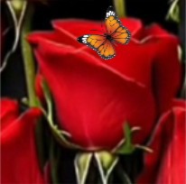 ❉͜͡🦋 🌹 ‌❉্᭄͜͡  🌹 ‌❉͜͡🦋