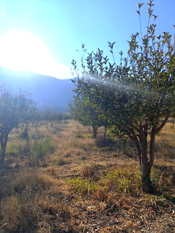 وکاش همه چیز قشنگ میشد.