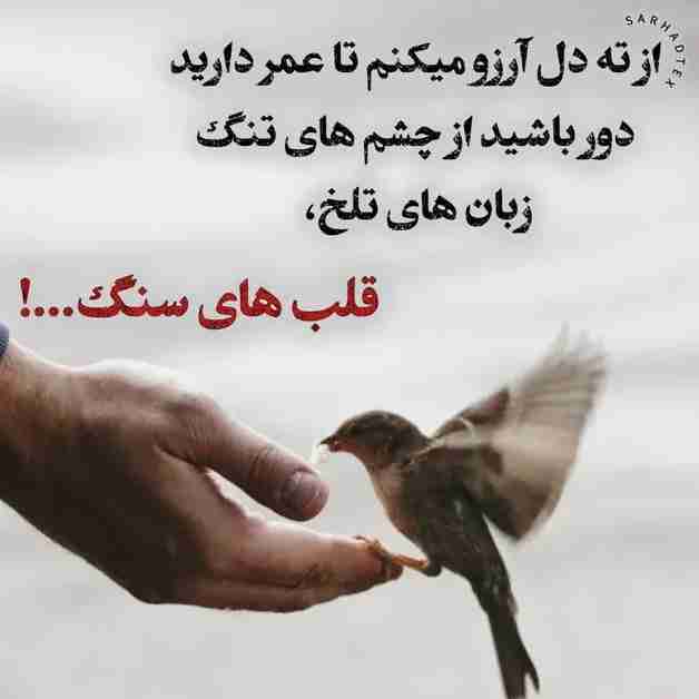 الهی آمین 🤲🏻🪴🪴🌹