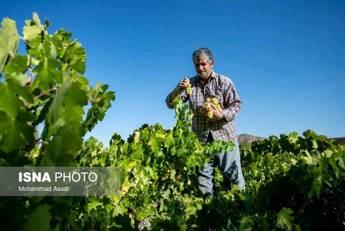 صبحتون بخیر