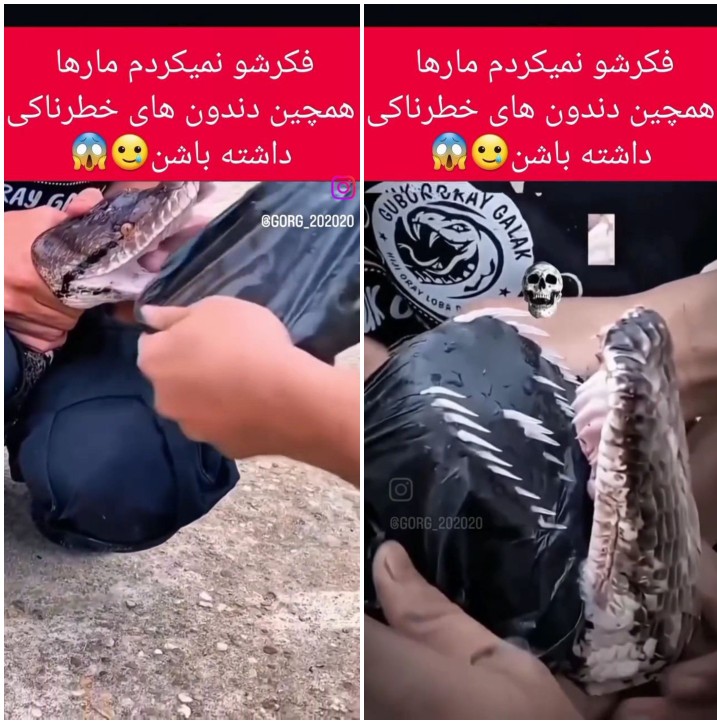 پلاستیک سیاه همه دندان های این مار رو مشخص کرد !!!