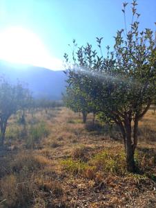 وکاش همه چیز قشنگ میشد.