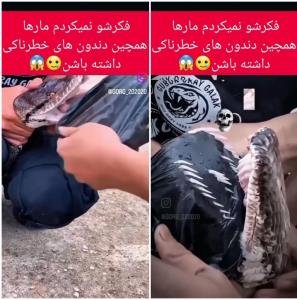 پلاستیک سیاه همه دندان های این مار رو مشخص کرد !!!