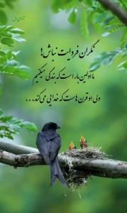 شبتون پرازآرامش دوستان گلم ✋️🌹🌹🌹🌹