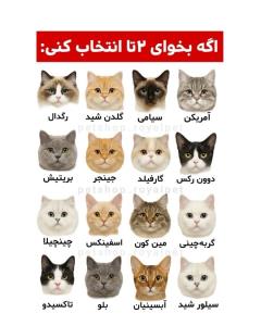 کدوم میخواین 