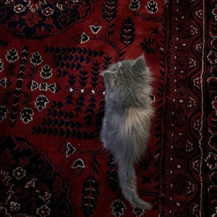 ♦️خوشبختی یعنی
واقف بودن به اینکه هر چه داریم از رحمت خداست
