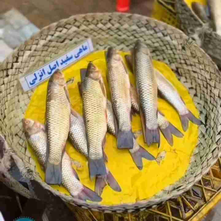 ماهی سفید انزلی 
