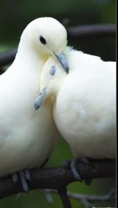 شبت بخیرزندگی درپناه خدا🕊💖⭐😘