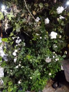 اینم تقدیمی برا رفیق با معرفتم ،🥰🥰🥰🥰