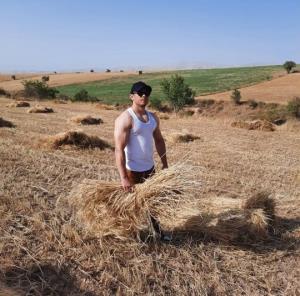 گندم که به رنگ طلاست 