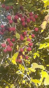 این هم تمشک وحشیِ نرسیده