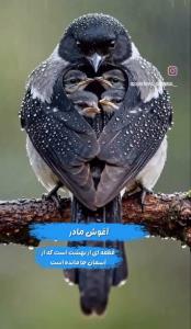 فدای مادرانی بشم که عفت و پاکدامنی را به فرزندانشان یاددادن