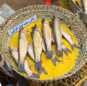 ماهی سفید انزلی 