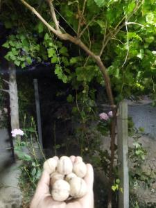 اینم گردو های که زیر دخت افتادن ،😋😋😋😋