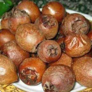 فصل کونوس چینی!!