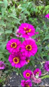 گل  زیبا تقدیم به دوست عزیزم که روند شده 🌹❤️