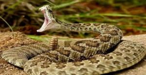 سرعت شگفت انگیز مار زنگی😯