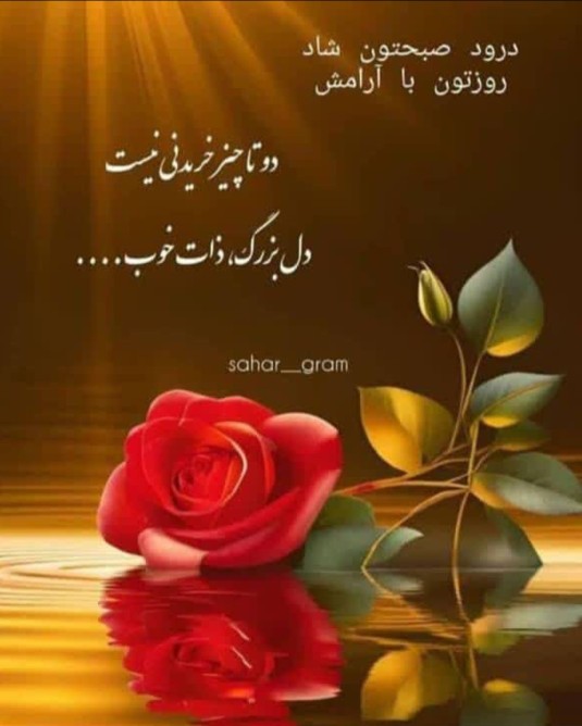 🌹🌹🌹🌹🌹🌹🌹