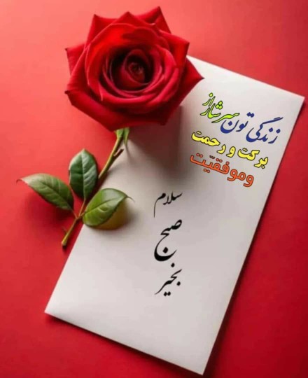 🌹🌹🌹🌹🌹🌹