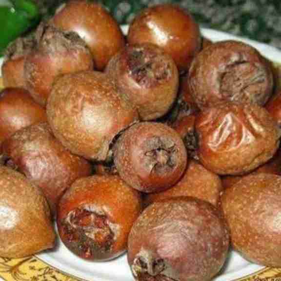 فصل کونوس چینی!!