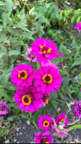 گل  زیبا تقدیم به دوست عزیزم که روند شده 🌹❤️