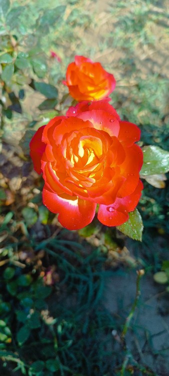 🍂🍁 سلام رفقای خبری روز زیبای پائیزی تون بخیر 🍁🍂